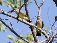 Western Kingbirds
